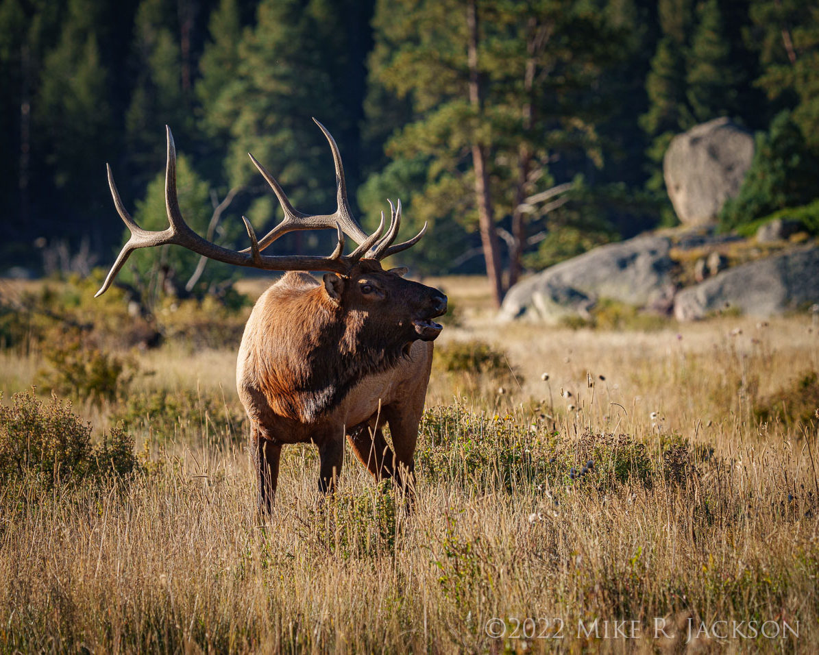 The Elk Rut in Rocky Mountain National Park Mike Jackson Photography