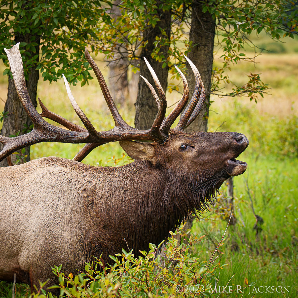 RMNP Bull Elk: G5 - Split 6 - Atlas - Mike Jackson Photography